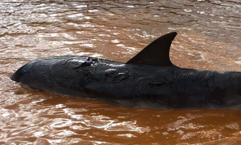 11 dauphins échoués à Prony