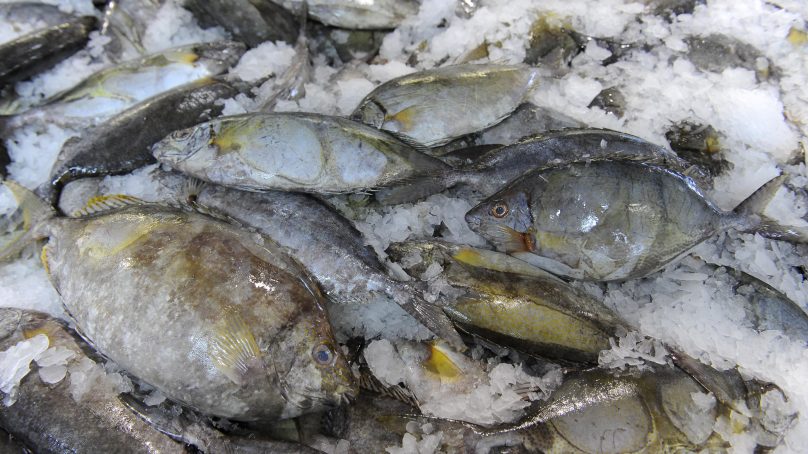 Interdiction saisonnière de la pêche aux picots.