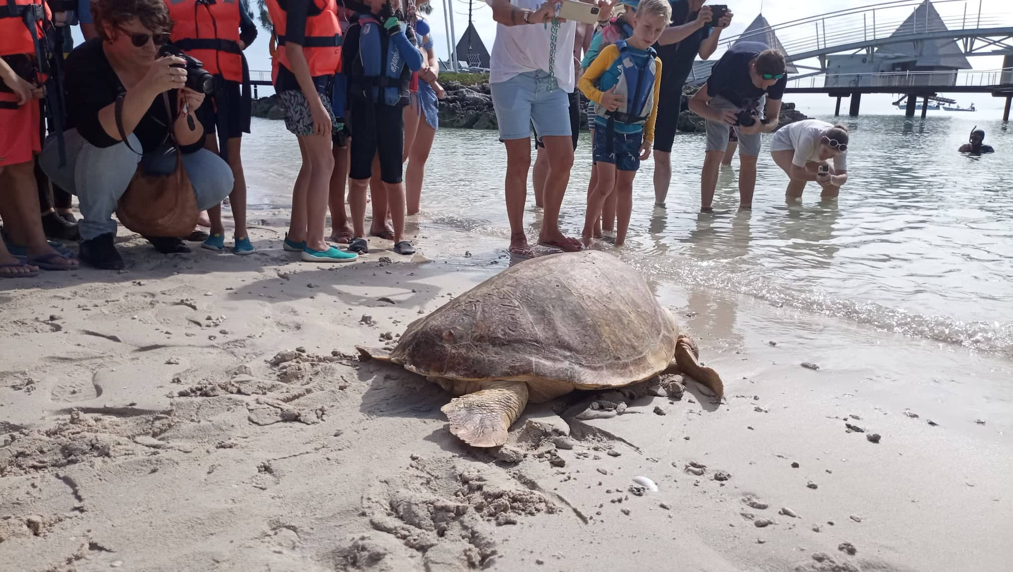 Relâché d’une tortue grosse tête cet après-midi à l’îlot Maître