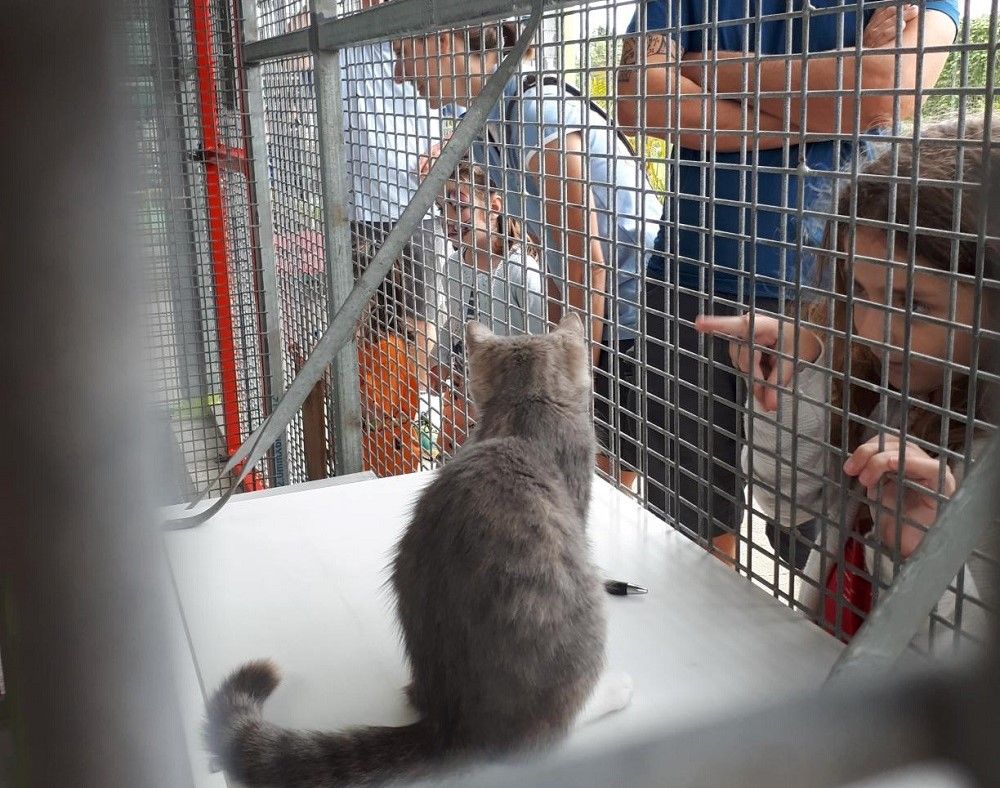 Les animaux de la SPANC ont de la visite ce dimanche !