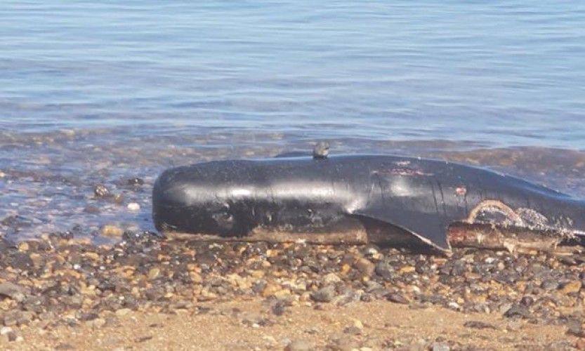 2 Dauphins échoués à Koumac