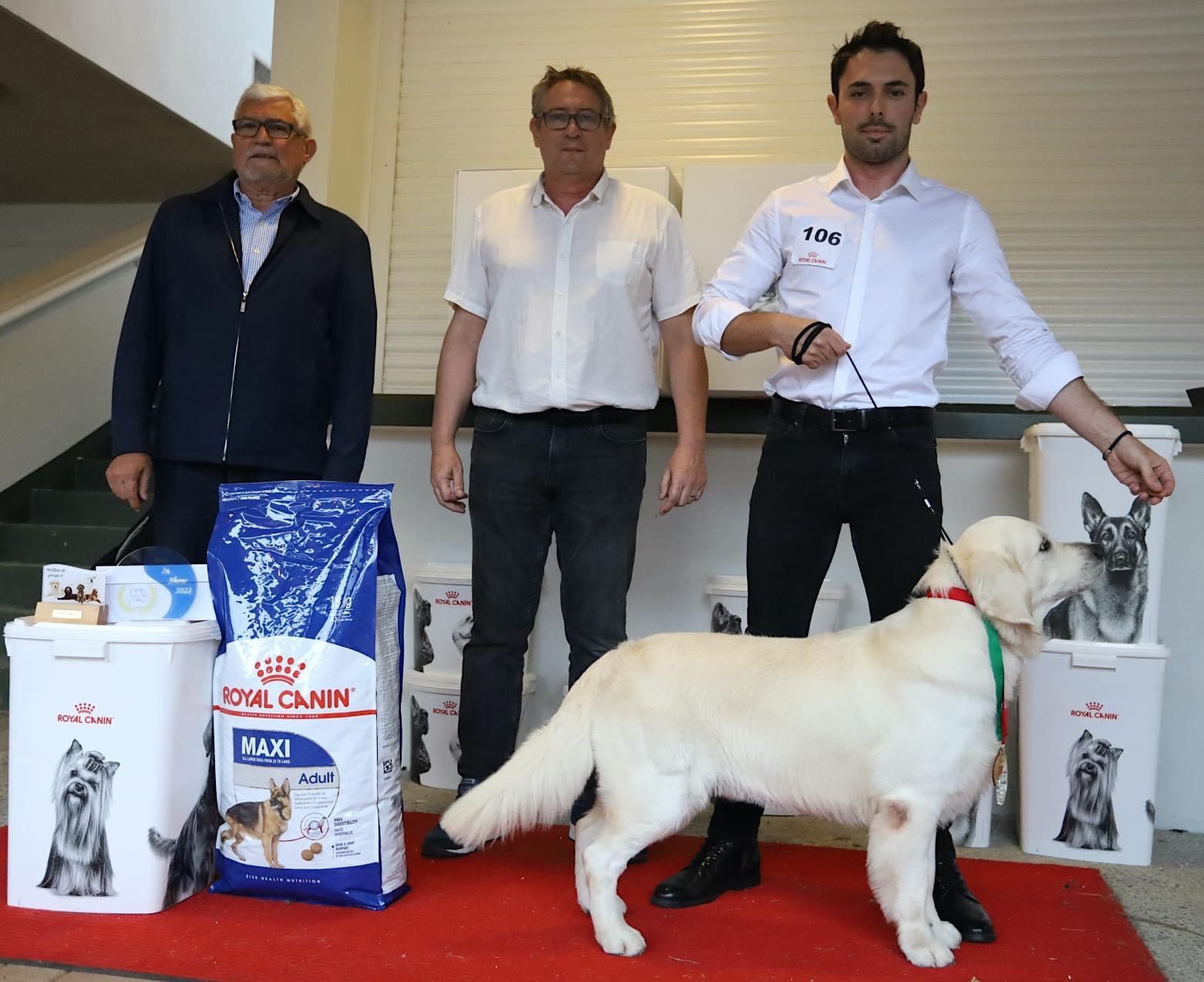 Prado, un Golden Retriever de 2 ans et demi remporte l'Exhibit Show 2022