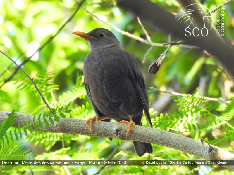 Un oiseau endémique proche de l'extinction observé à Poum