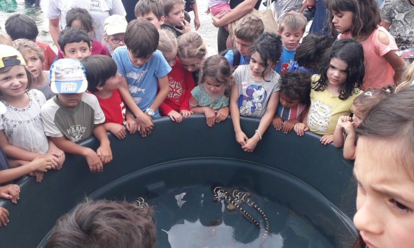 9 bébés requins regagnent la mer