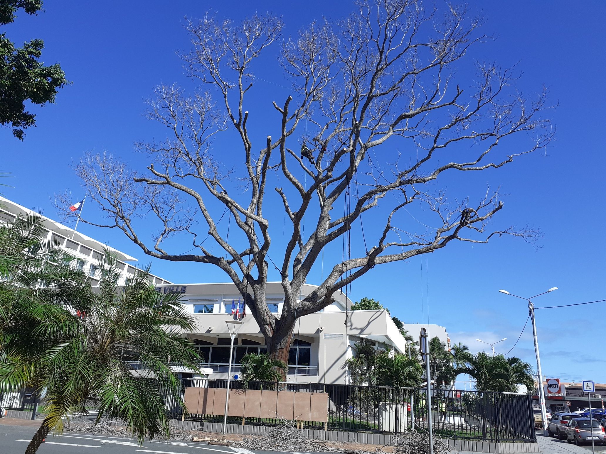 Le caïlcedrat centenaire de la mairie de Nouméa en cours d'abattage