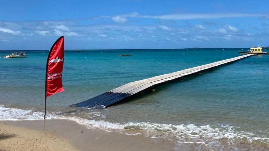 Un requin-tigre de 4m auteur de l'attaque mortelle