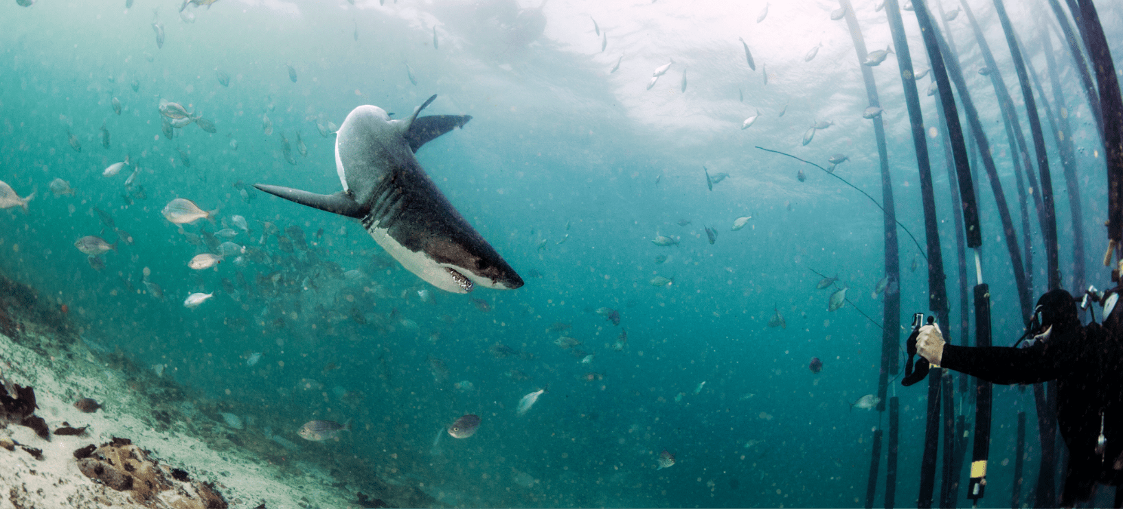  Le projet « Shark Safe Barrier » sera présenté lundi aux calédoniens