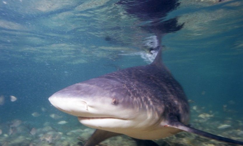 Alerte requin à Nouméa