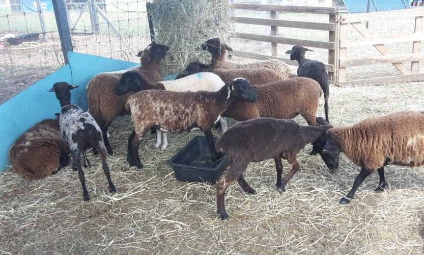 Foire. Défilé, claquettes et rodéo