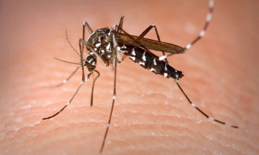 Dengue. Fin de l'épidémie