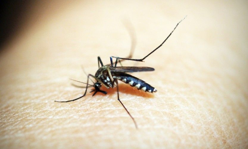 Dengue : premier décès en 2019