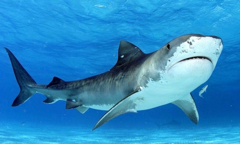 Deux requins tigres vus à Bourail