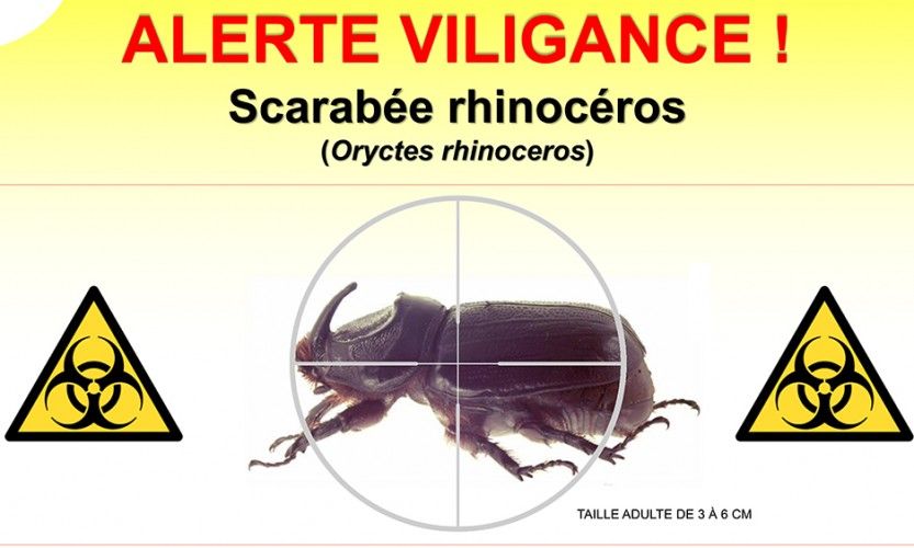 Eradiquer les scarabées rhinocéros