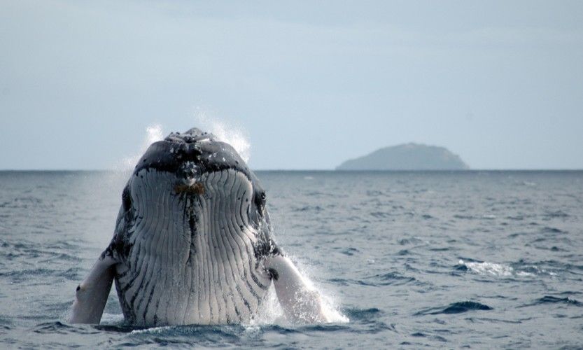 Formation pour le Whale Watching