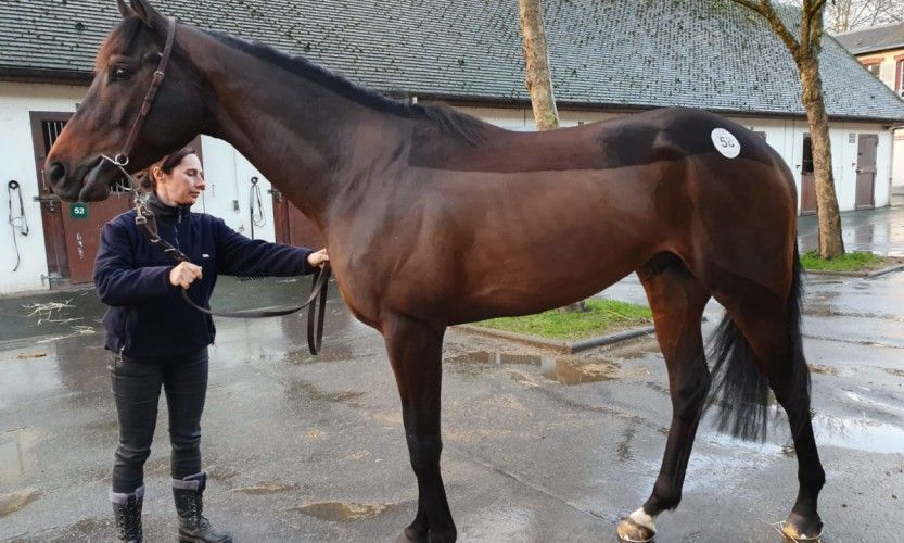 Hippisme. C Kaouma crée l'événement