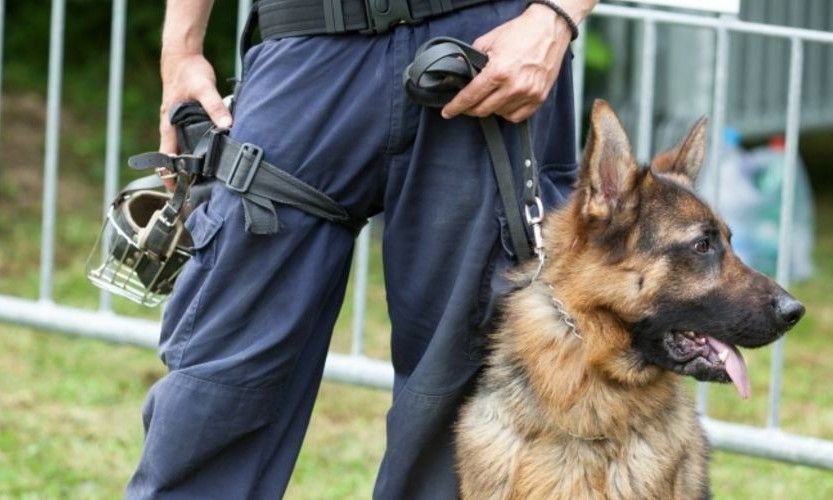 Ils battent un chien de la police!