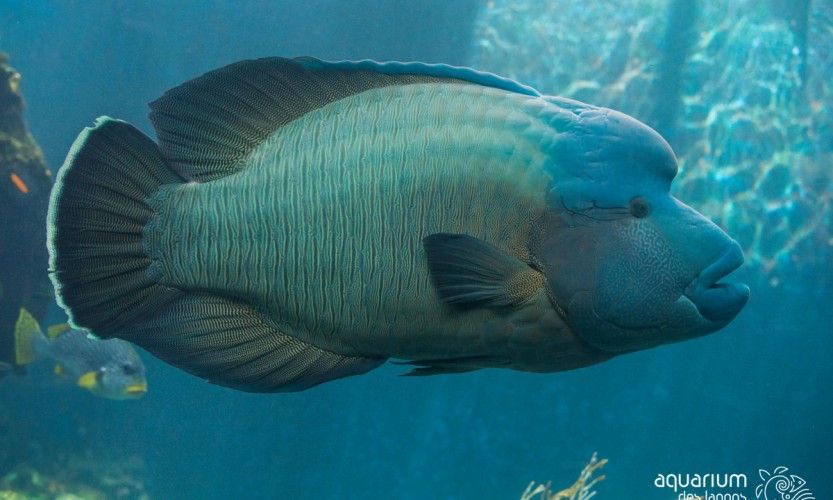 L'aquarium des lagons est en deuil