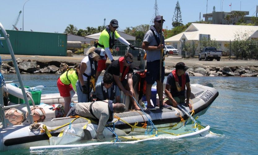 L'étude des grands requins