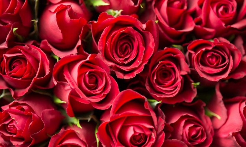 La St Valentin, fête des fleuristes