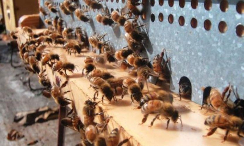 Lifou De nombreuses abeilles mortes