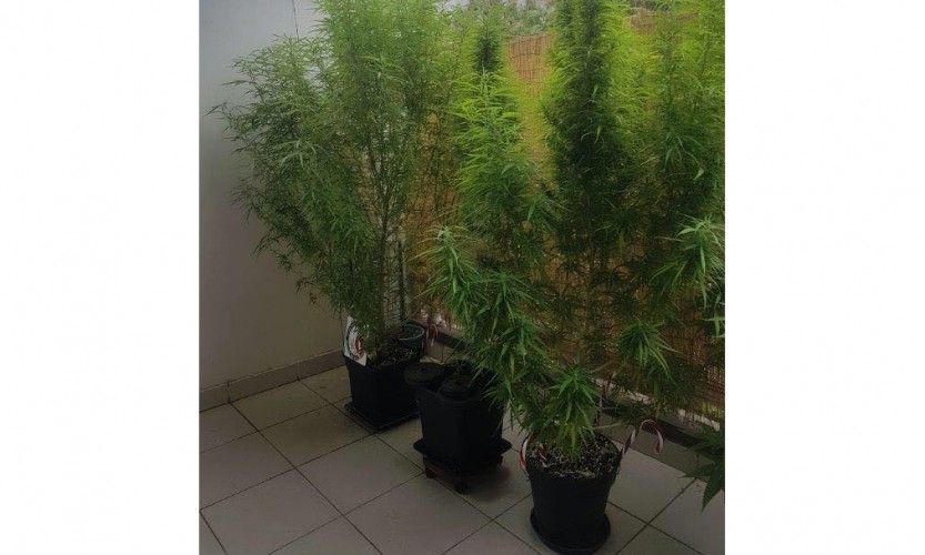 Nouméa. Il cultivait sur son balcon