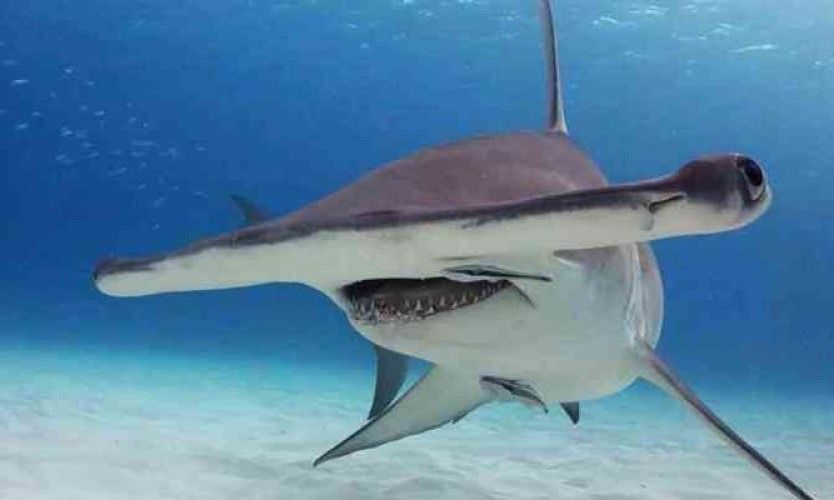 Un requin marteau mort à Nouméa