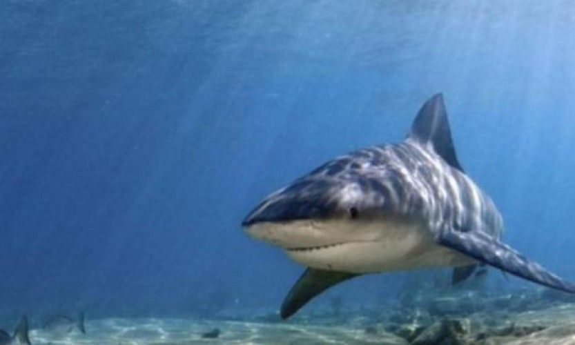 Nouvelle alerte requin à Nouméa