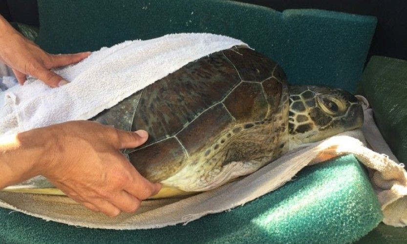 Ouano. Une tortue remise à la mer