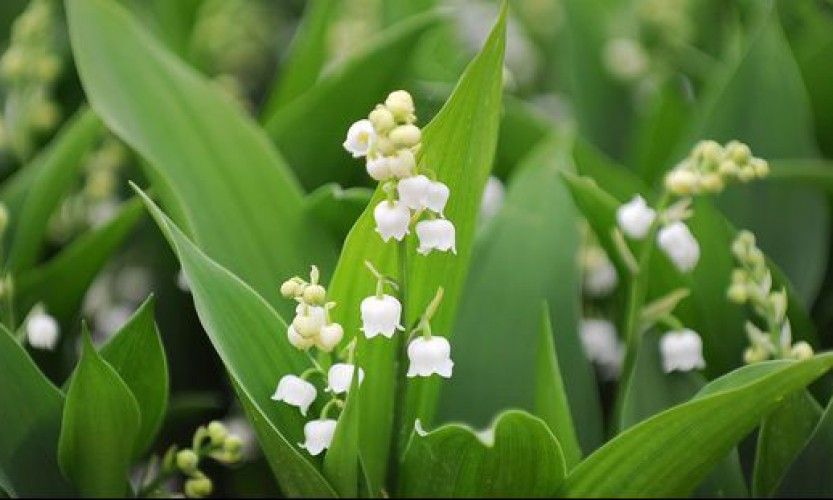 Pas de muguet le 1er mai