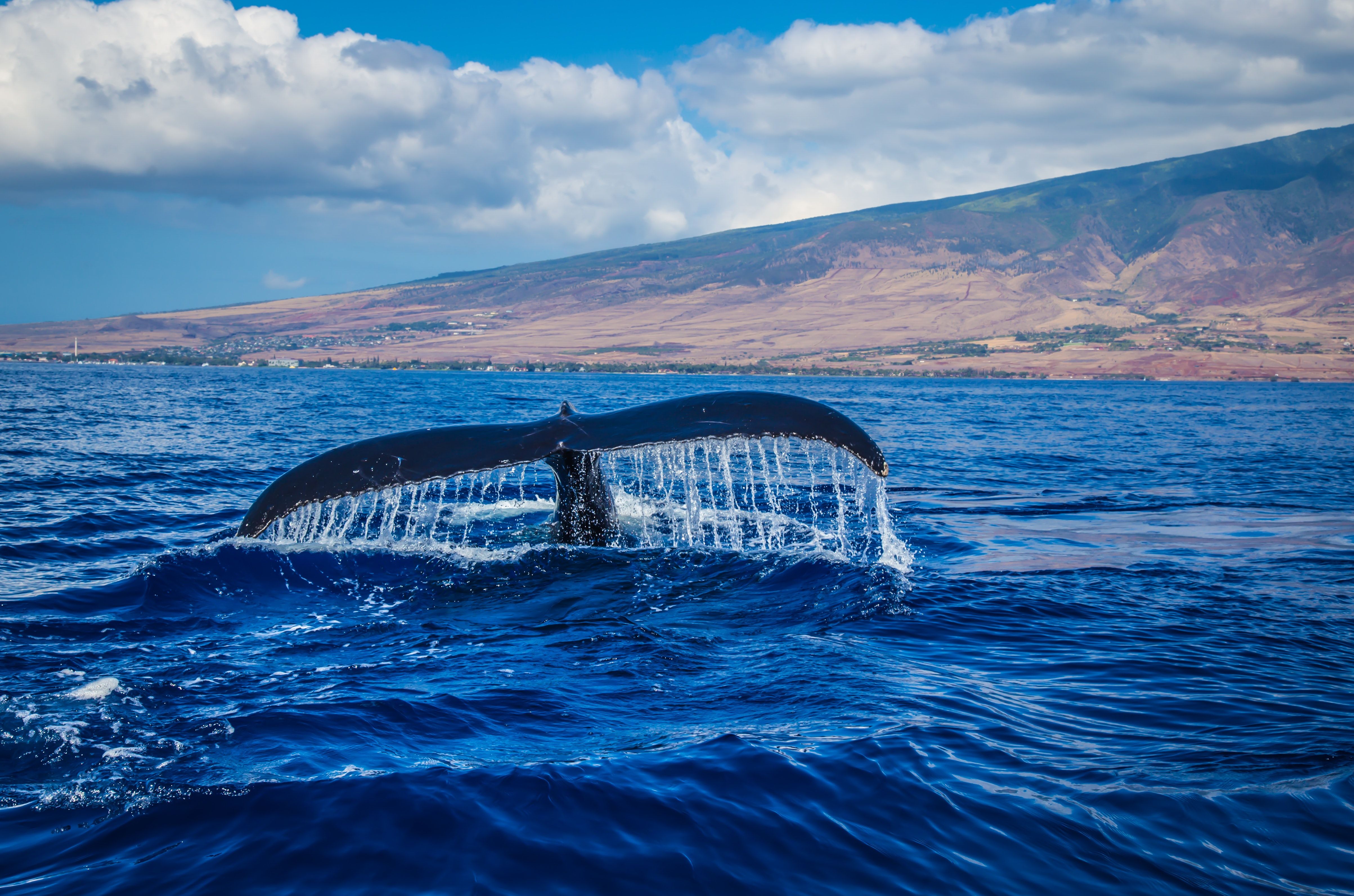 BIENTOT LA SAISON DES BALEINES