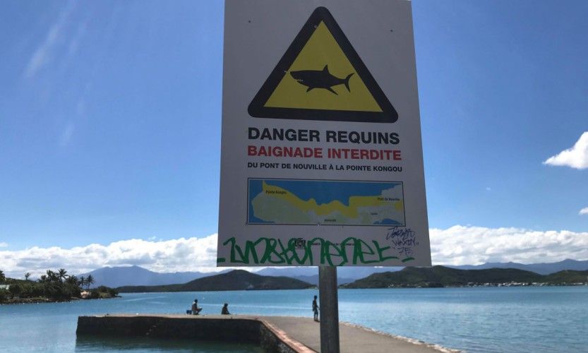 Requin. Action sur le récif Ricaudy