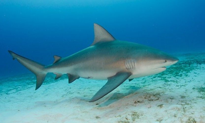 Requins. Des mesures fortes