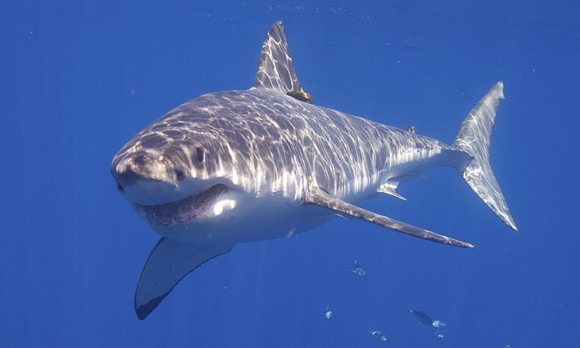 Un requin blanc signalé