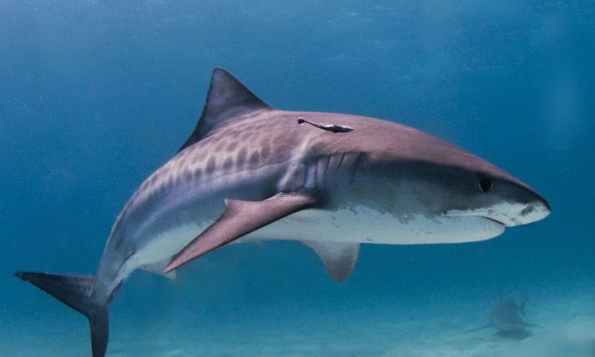 Un requin Tigre à l'Anse Vata