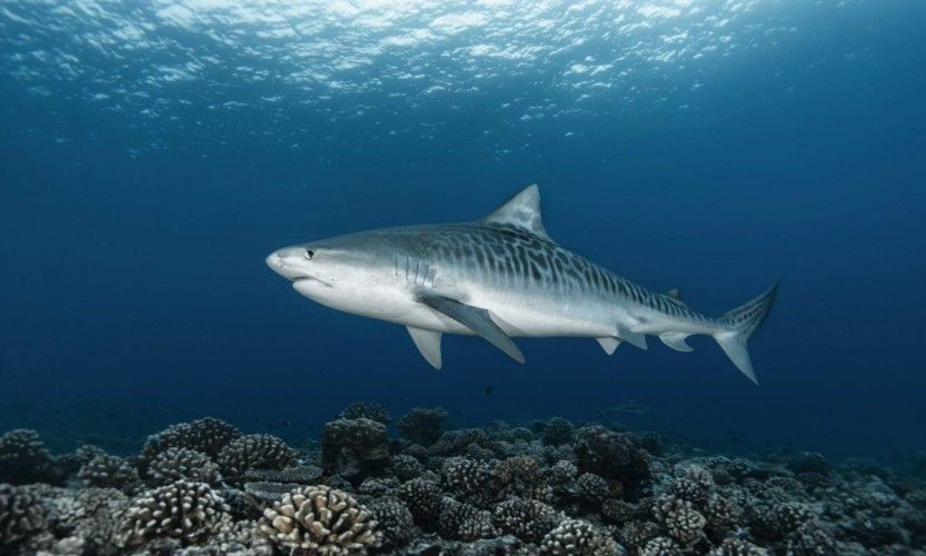 Une attaque de requin à Bourail