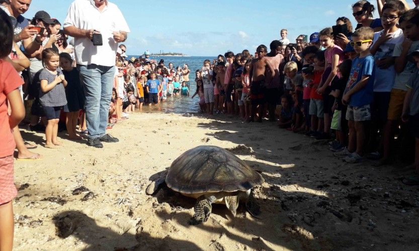 Une tortue verte remise à l'eau